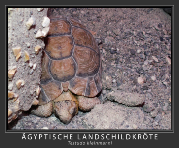 Ägyptische Landschildkröte