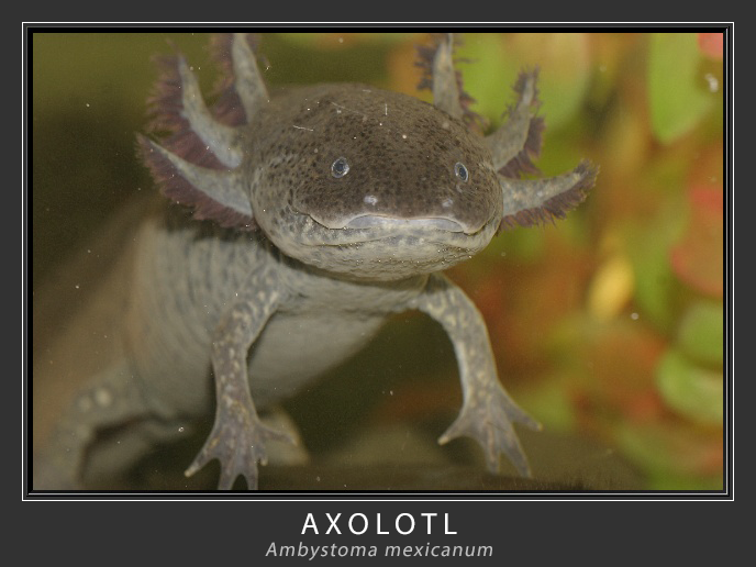 Axolotl